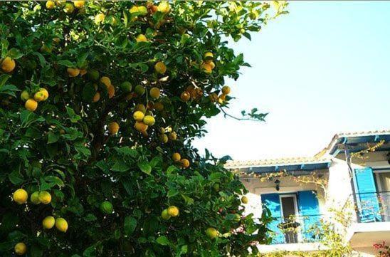 Villa Fiorita Палеокастрица Екстериор снимка